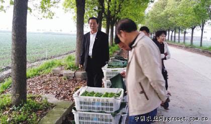白花香菜施肥技术