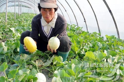 中国玉米产地分布