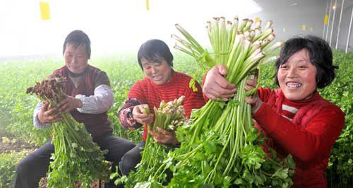蔬菜基地成村民“绿色银行”