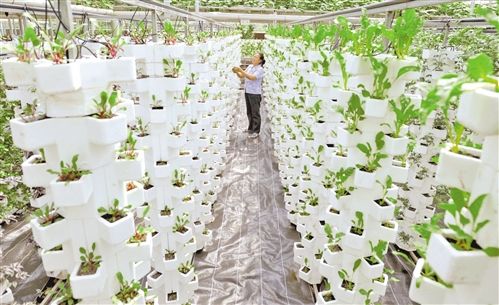 绿翡翠长豆角育苗技术