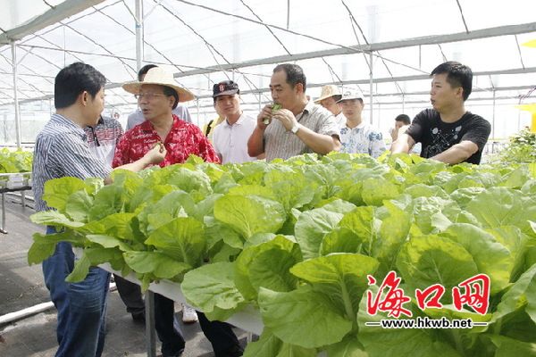 中农106黄瓜种子公司