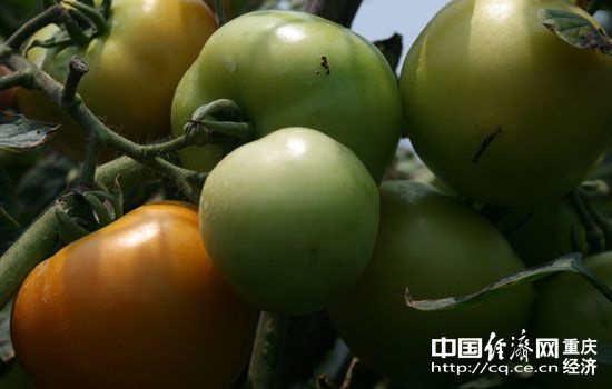 苏掓辣椒种植技术