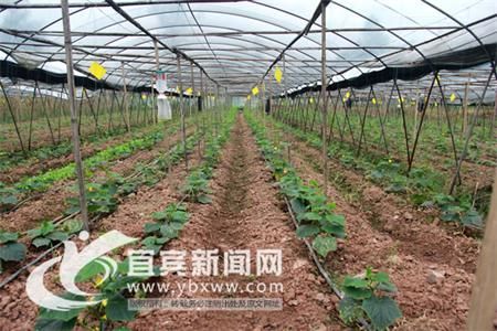 绿龙豆角育种技术