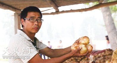 珍珠紫土豆储藏通风设备价格