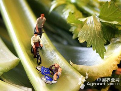 黄瓜花育种技术