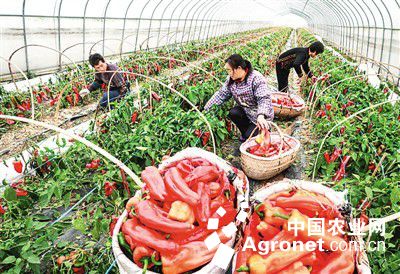 上海青的种植与管理