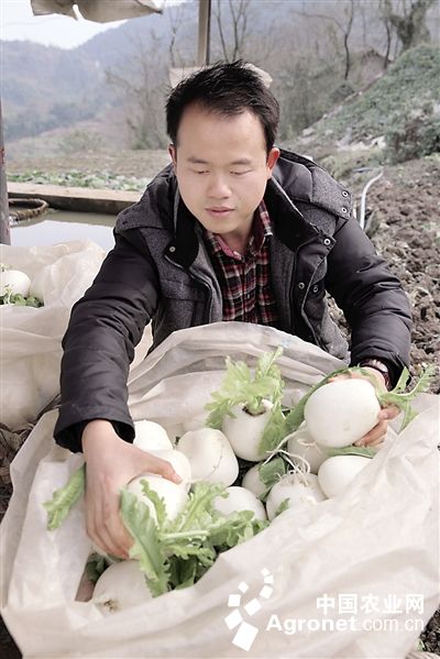 绿宝石毛豆育种技术