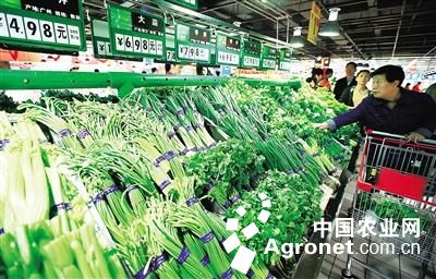紫芦笋种子多少钱一斤