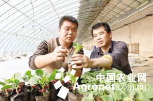 黄皮双季王红薯育种技术