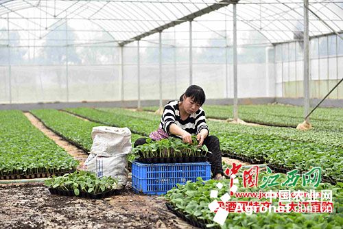 木耳菜种子种植方法