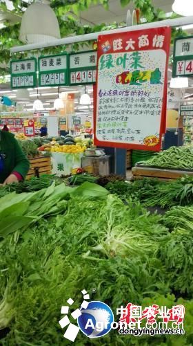 唐王大白菜种植技术
