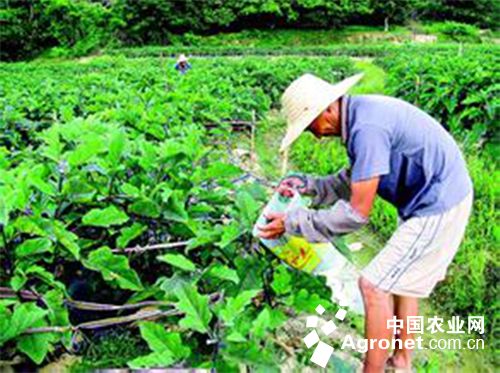 苏州青种子种植方法