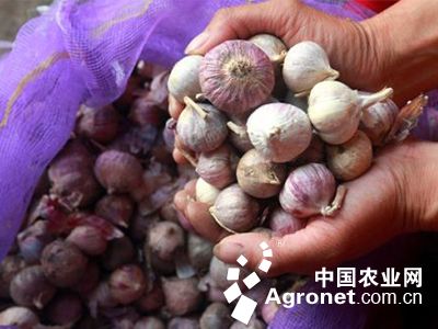 日本紫薯王怀孕吃得吗