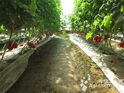 粉迪尼217番茄种植技术
