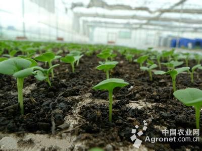 四季豆种植技术视频