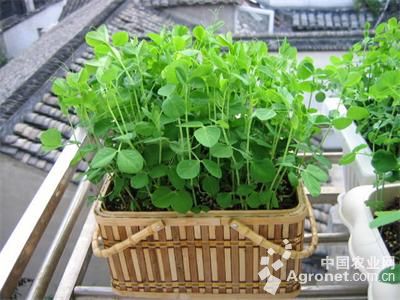 豆瓣菜种植技术
