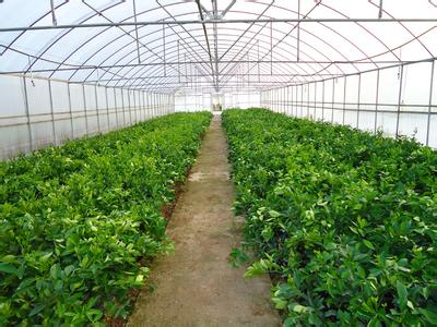 大棚西红柿施肥方案