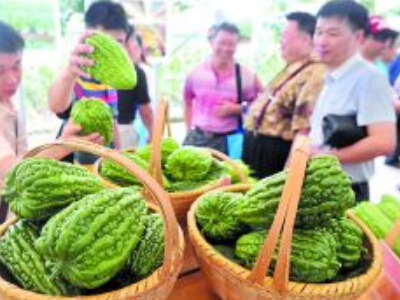 中农106黄瓜品种