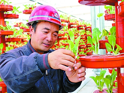 伽丽娜西红柿种植技术