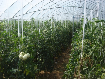长茄6号种植技术