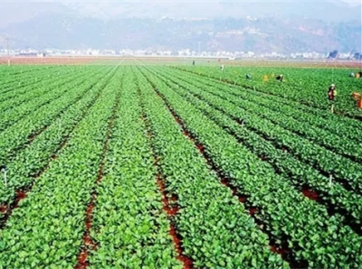 白芦笋种植土壤气候要求