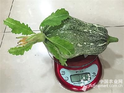 宝利圆3号西红柿育种技术