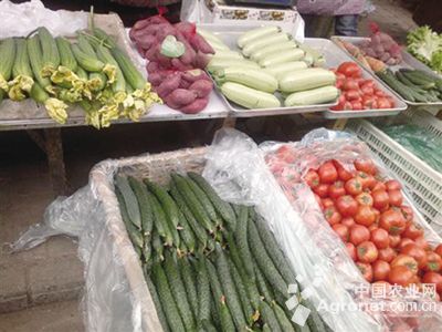 北京新三号白菜市场价格