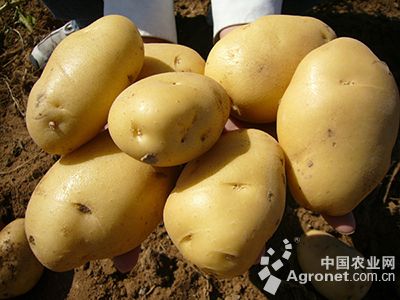 云薯104土豆求购信息