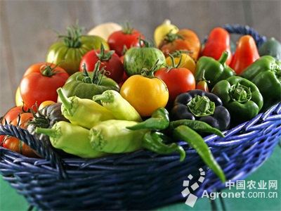 水果西红柿专家咨询