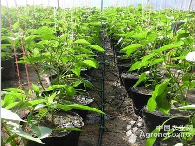 松柳芽种植技术