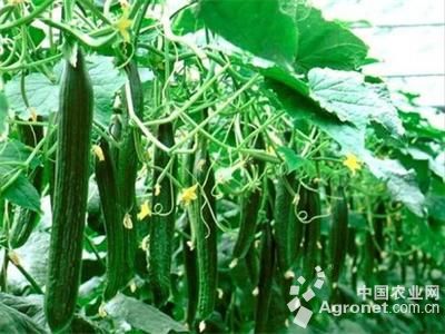吉诺比利番茄育种技术