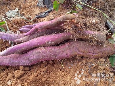 紫油菜苔图片