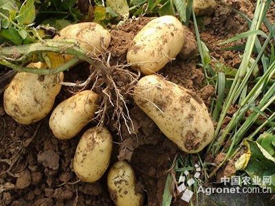 黄心土豆病虫害及防治