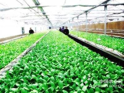 绿豆芽菜的种植方法