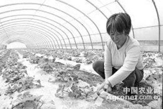 华颂34土豆种植技术