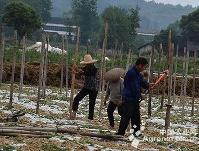 北京红红薯施肥技术