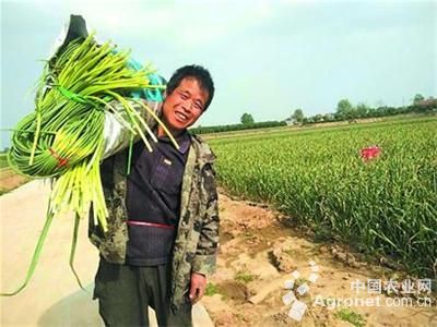 亚洲水稻种植业