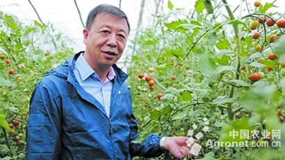 北京香菜病虫害及防治