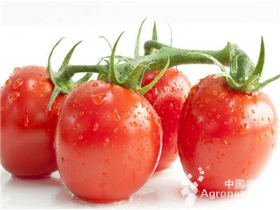 金刚石西红柿育种技术