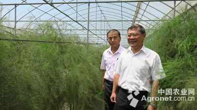 柳江莲藕生产技术规程