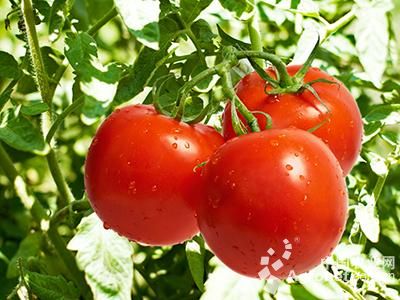 粉格格西红柿贮藏方法