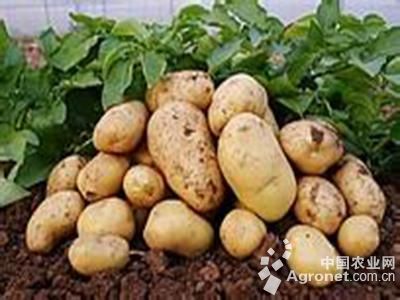丽薯6号土豆种植技术