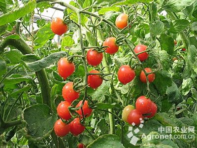 红叶生菜的种植方法