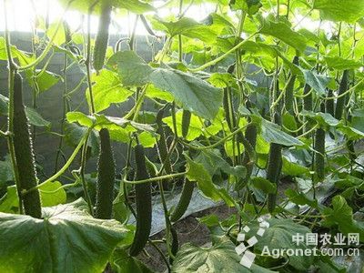 西瓜的病虫害防治图解