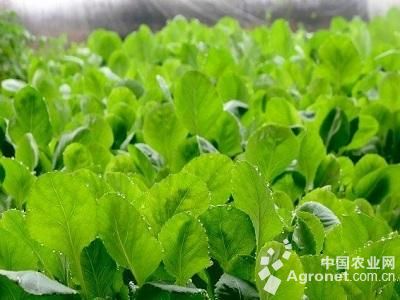 绿扁豆病虫害及防治