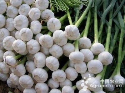 珍珠椒的种植方法