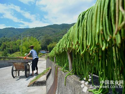 冬玉西葫芦种植技术