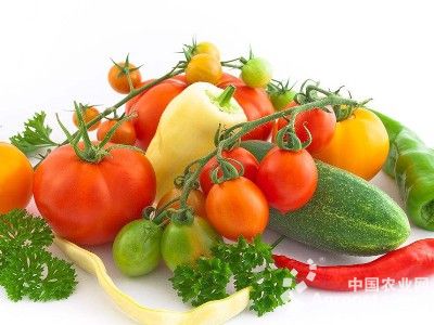 水果芹菜是什么