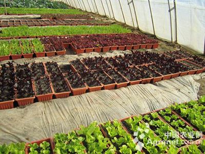 茶树菇种植经济效益