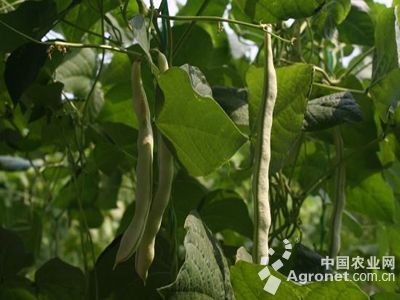 金玉兰菜种植方法